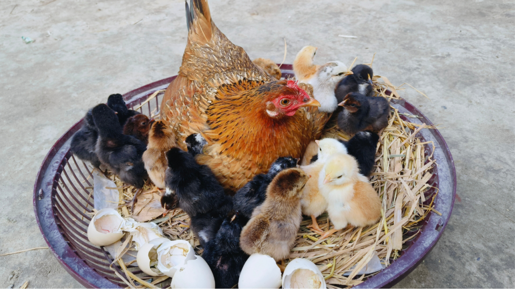 chicken incubator vs broody hen – who hatch better
