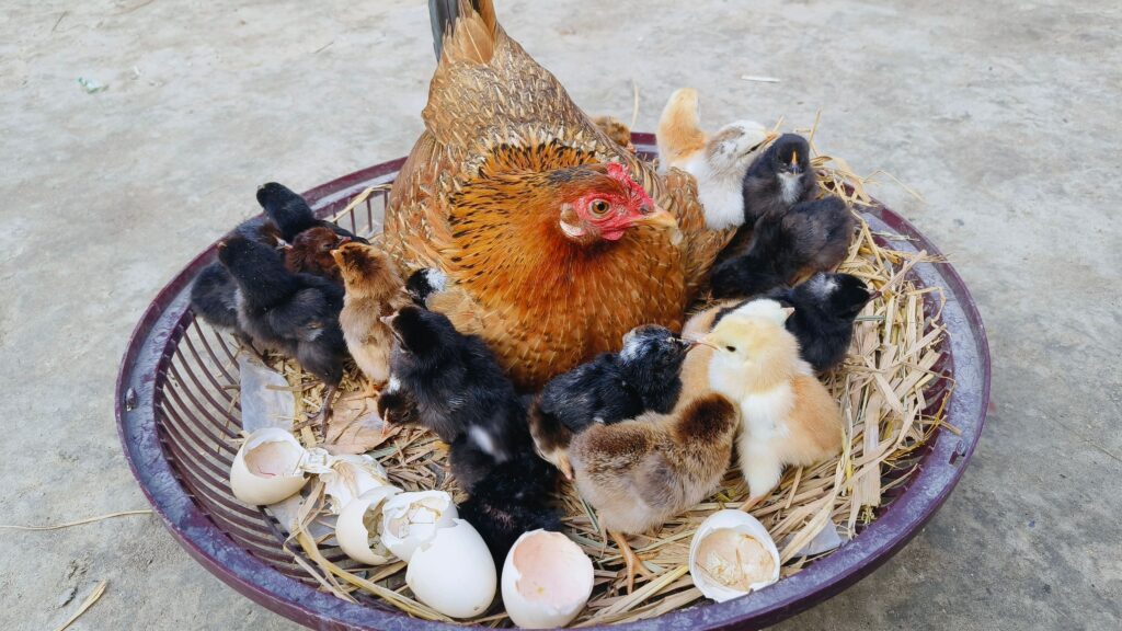 how to hatch chicken eggs at home