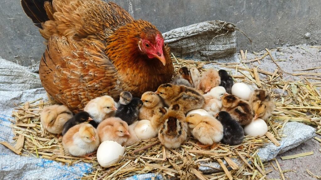 how to raise chickens step by step for beginners