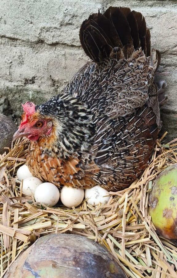 backyard chicken hatching