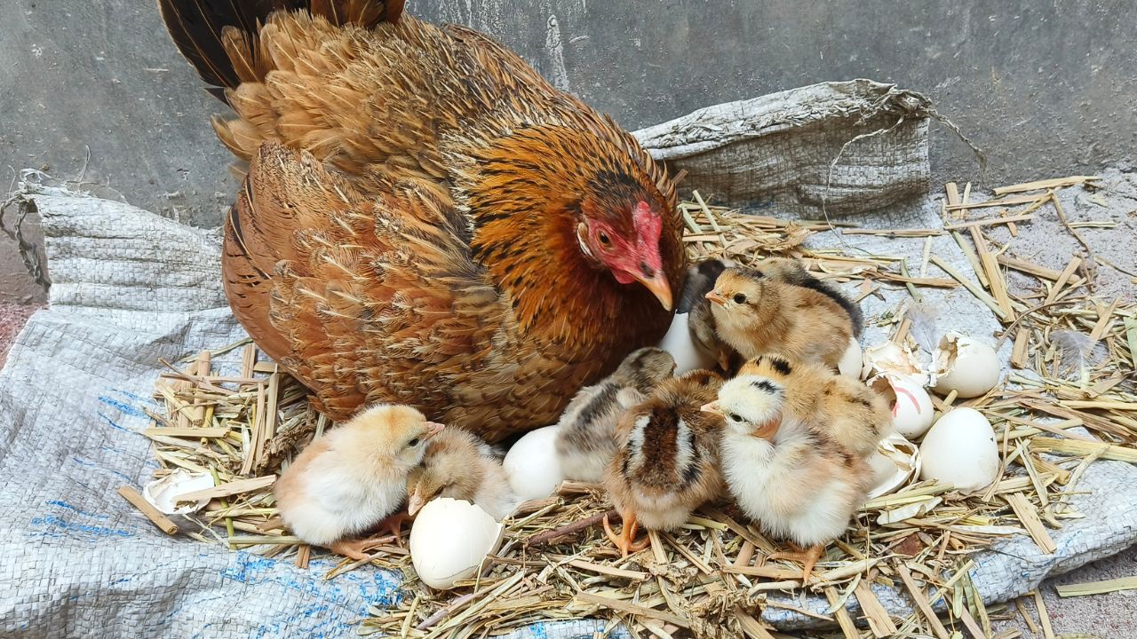 Backyard Chickens Broody Hen Hatching Eggs Naturally at Home