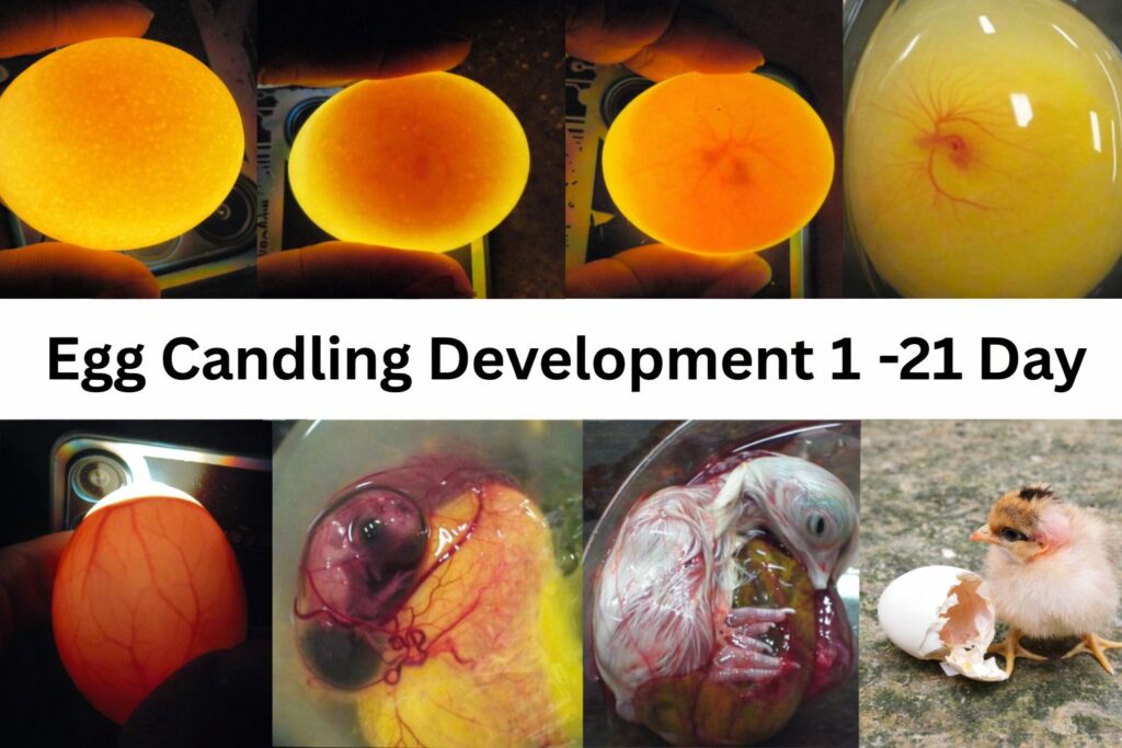 chicken egg candling
