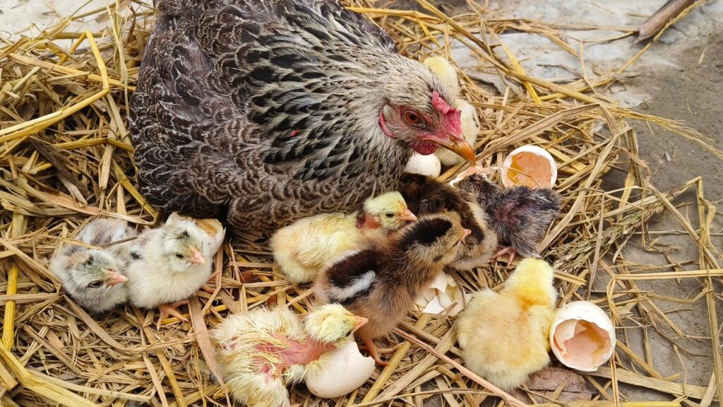 how to hatch chicken eggs naturally at home with a broody hen