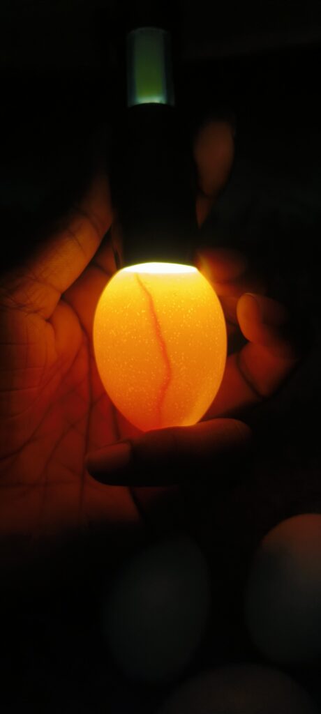 infertile egg candling chart